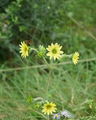 キク科の花にセセリチョウ科の蝶が止まっている