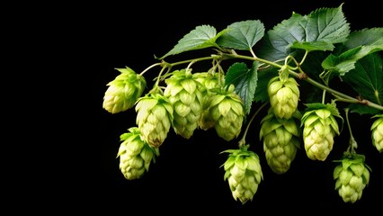 Fototapeta premium Branch with ripe hop cones, isolated, branch, ripe, hop, cones, isolated, agriculture, harvest, plant, organic, beer