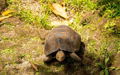 Aldabra Tortoise (Kura-kura Darat)
