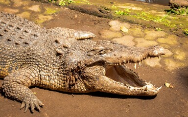 Buaya Muara or Saltwater Crocodile (Crocodylus porosus)