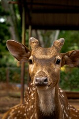 Cheetal, Chital, or Spotted Deer