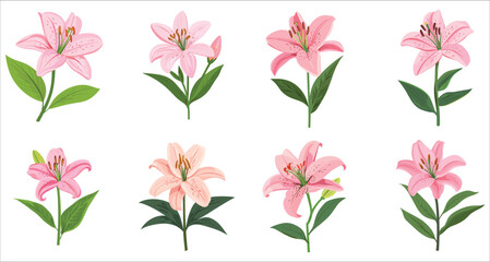 Set of pink lily flower bouquet. Beautiful pink lily flower illustration for invitation. Colorful pink lily flower vector set. Pink lily flower vector for elegant designs. Realistic pink lily flowers