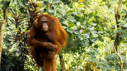 Orang Utan Kalimantan (pongo pygmaeus) on the Tree © Anastasia