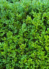 A beautiful hedge of Boxwood. Buxus plant pattern. Seamless texture of green natural background.