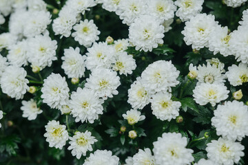 A close view of blooming white chrysanthemums in a garden during the day