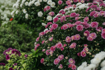 Vibrant garden filled with pink and white flowers blooming in springtime sunlight