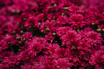 Bright pink flowers bloom abundantly in a garden drenched by recent rainfall