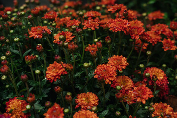 Vibrant orange flowers blooming in a lush garden during early autumn in the afternoon