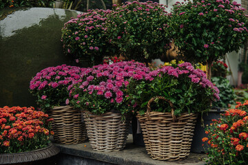 Vibrant flower baskets display colorful blooms at a local market in autumn