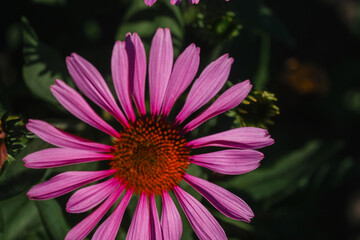 Obraz premium Vibrant pink flower blooms in sunlight at a garden during late spring season
