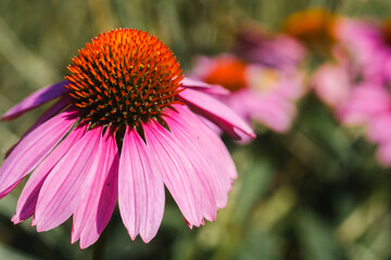 Vibrant purple coneflower blooms in a sunny garden during summer's peak, attracting bees and butterflies