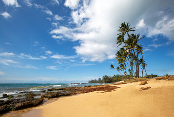 Hale'iwa Beach with waves and palm trees at Oahu, Hawaii, USA