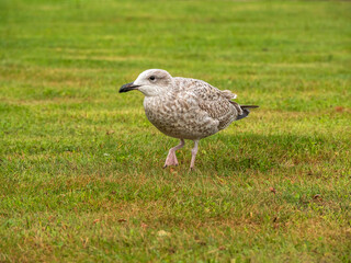 Obraz premium Young European herring gull on a grassy lawn