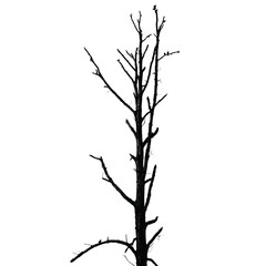 Fototapeta premium Silhouette of bare tree with branches isolated on white. Vector illustration 