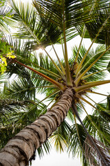coconut tree 