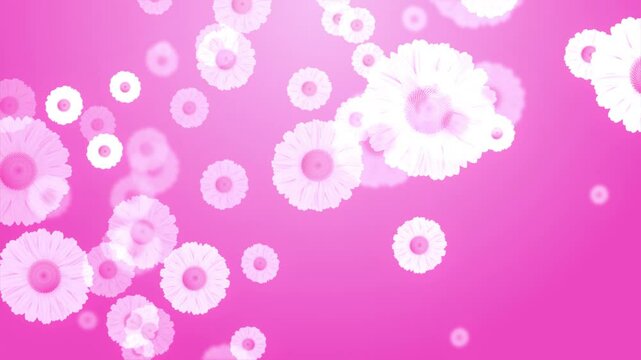 White Chamomile Daisy Flower blurred pink Background falling down. Romantic Summer Nature feminine beauty Easter bouquets. advertising Mother Day festival events decoration Wedding ceremony birthday