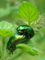  Chrysolina herbacea, also known as the mint leaf beetle, or green mint beetle (in the UK), is a species of beetle in the family Chrysomelidae.