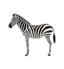 Realistic Zebra Illustration with Transparent Background - Ideal for Design and Overlay Use