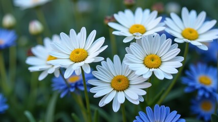 Obraz premium a group of daisies are in a garden with a blue flower in the middle.