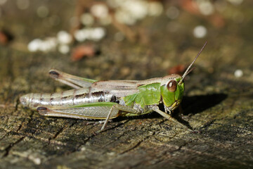 The Common European meadow grasshopper, Pseudochorthippus parallelus, on Wooden Surface