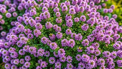 Blooming thyme plant in summer garden aerial view