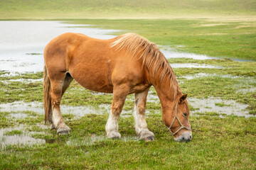 草千里ヶ浜の放牧された馬　熊本県阿蘇くじゅう国立公園