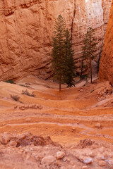 Hoodoo rocks in Bryce Canyon National Park on sunny day, Beautiful rock formations,beautiful natural landscape