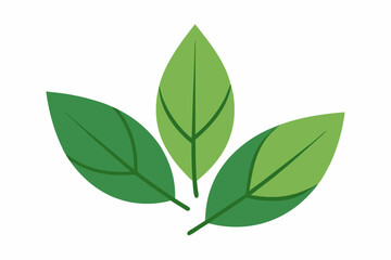 Fototapeta premium Bay Leaf Wishes for creative vector design