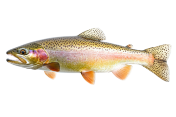 A vibrant trout fish with colorful scales, isolated on a white background.