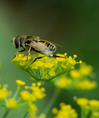 bee on a flower