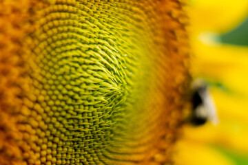 close up of sunflower