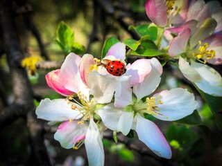 tree blossom