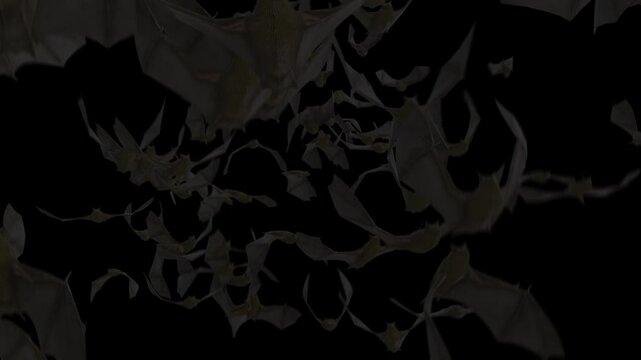 Halloween Bat Crowds on alpha channel. You can place on footage or background and easier to change colour.
