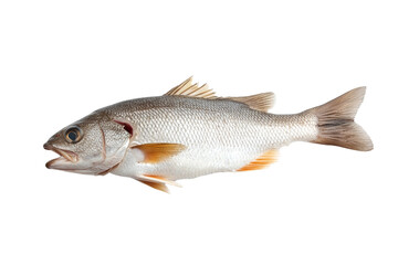 Fresh fish isolated on a white background, showcasing its detailed features and natural colors.