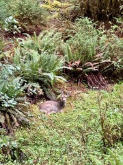 deer sitting in a fern field in the middle of the Hoh rainforest