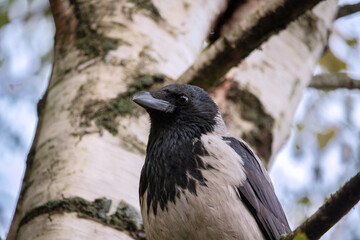 Corvus cornix is a Eurasian bird species in the crow genus