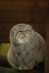 Pallas cat (Otocolobus manul). Manul is living in the grasslands and montane steppes of Central Asia.