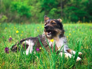 border collie dog