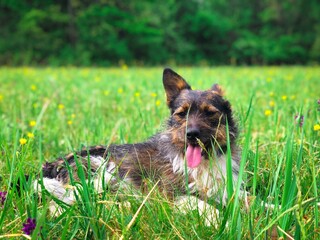 dog in the grass