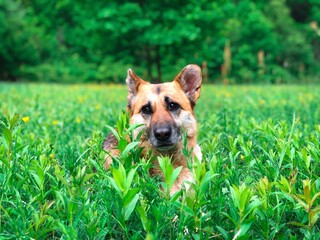 dog in the grass