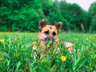 dog in the grass