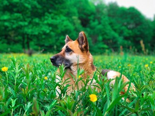dog in the grass
