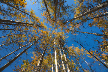 Golden Aspens in the Sky