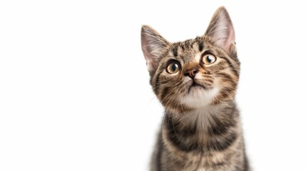 Fototapeta premium lovely pet in white background