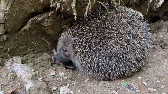 Close up view of a hedgehog in the forest being fed with a walnut. 