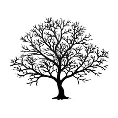 Fototapeta premium boxelder-tree-silhouette