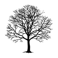 catalpa-tree-silhouette