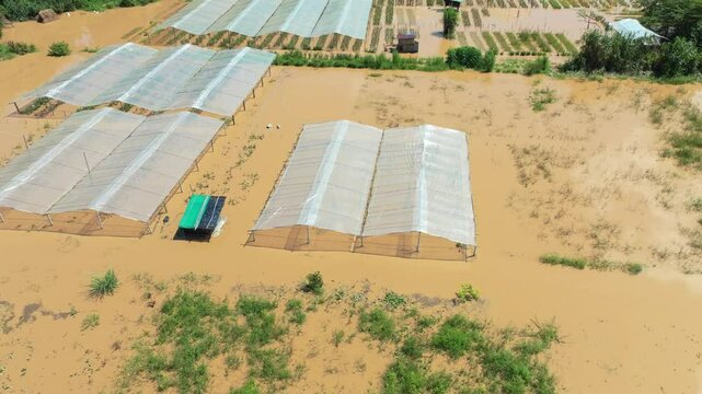 Flooding destroys roses and other flowers farm in Chiang Mai Thailand.