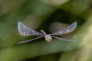 Australian Emperor Dragonfly in flight