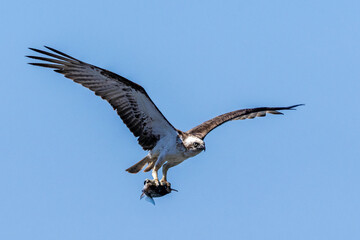 Eastern Osprey with fish in talons
